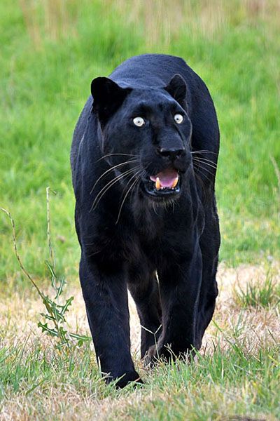 Panthera400.jpg